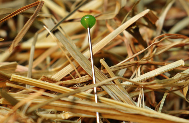 Needle in a Haystack