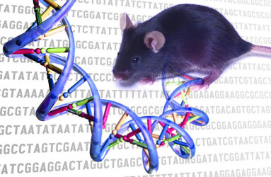Mice Image