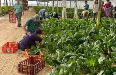 Hebrew University at the Front