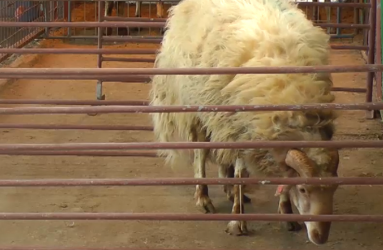 Sheep Image