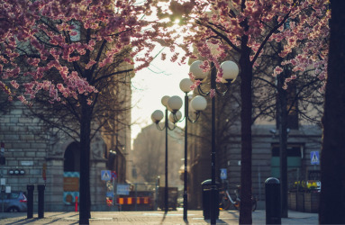 Smart Trees