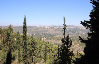 Jerusalem Forest