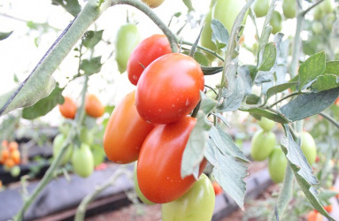 Tomatoes Image