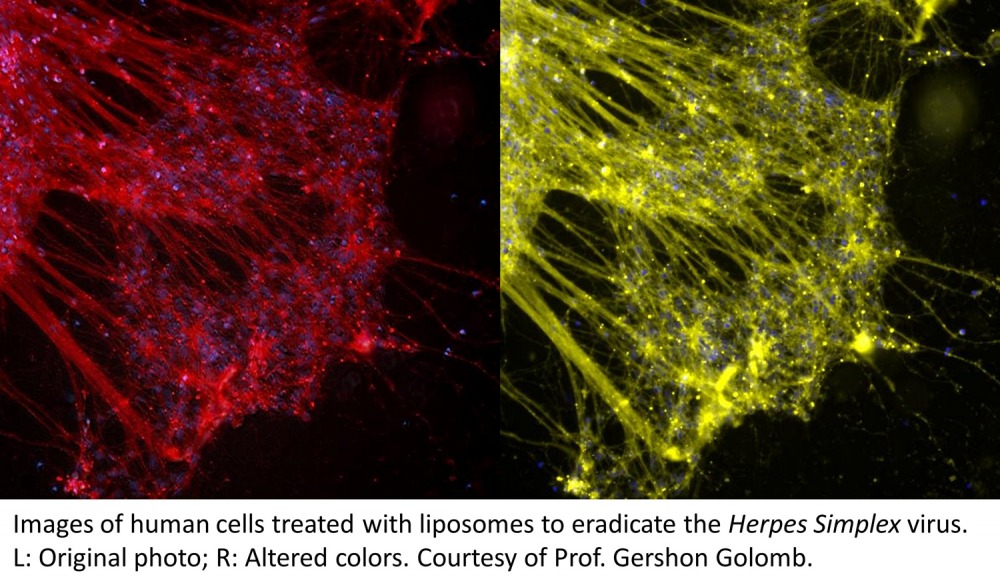 Human Cells