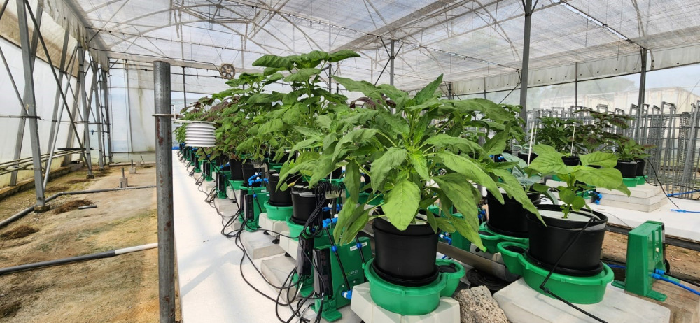 Artificial Intelligence, Meet Agriculture