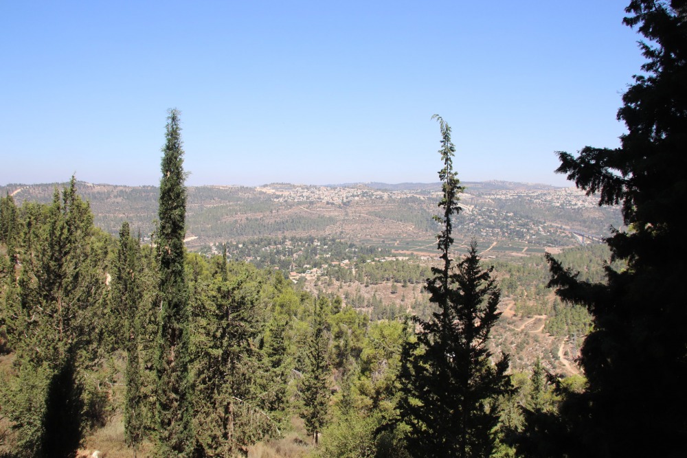 Jerusalem Forest