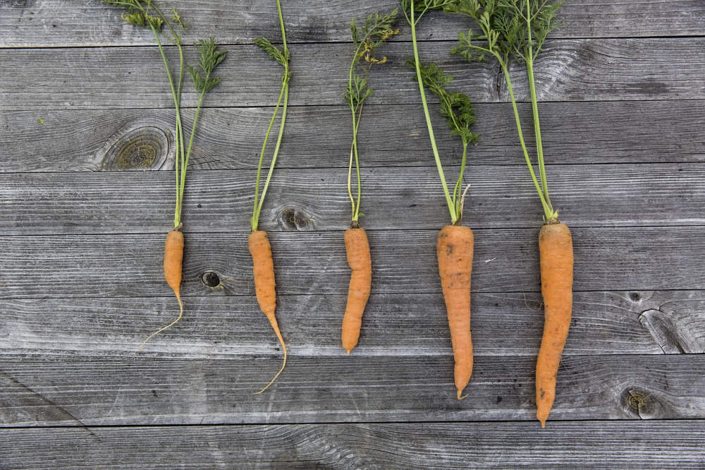 sustainable food