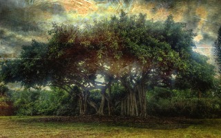 Ficus Photo