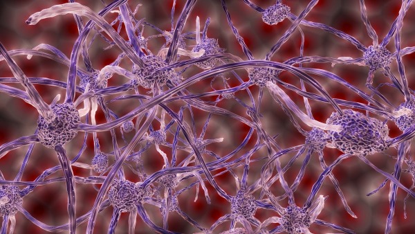 Photo of Neurons