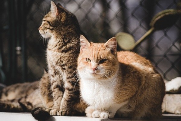 Cats