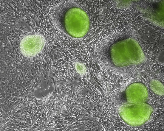 Cells