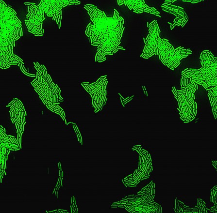 Bacteria