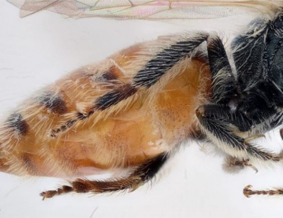 Israeli Researchers Discover New Bee Species Bee Image