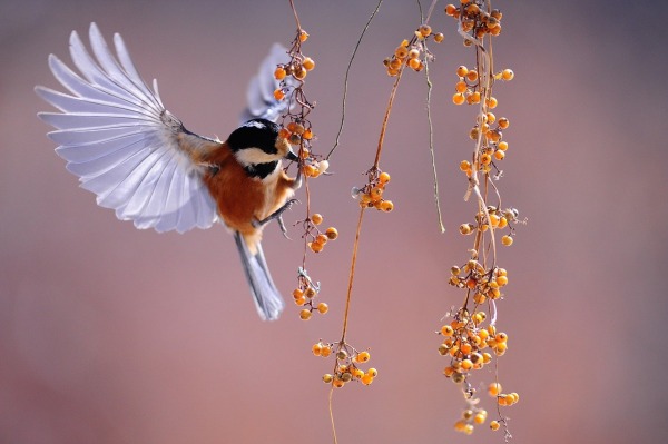 Bird Photo