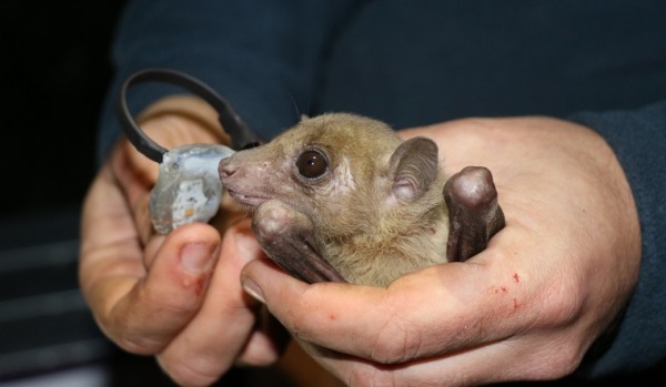 Bat Image