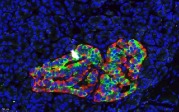 dna methylation-based method