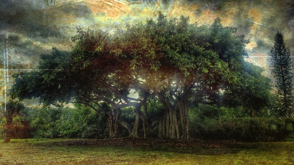 Ficus Photo