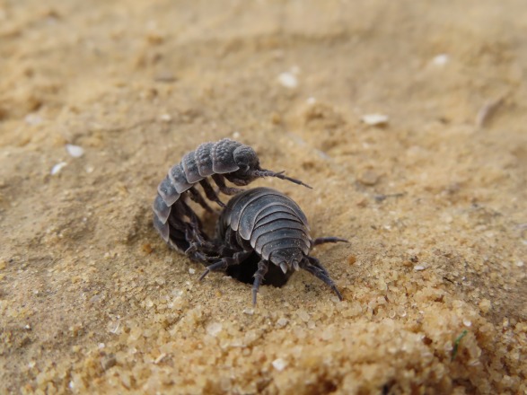 Hebrew University Study Reveals Impact of Predators on Male-Female Pairing  Isopod