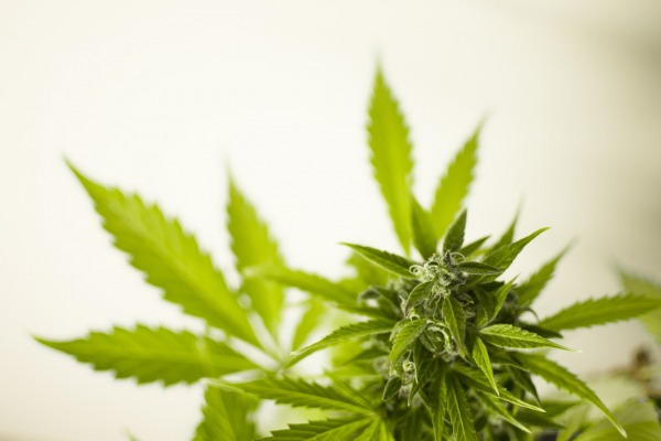 Medical Marijuana