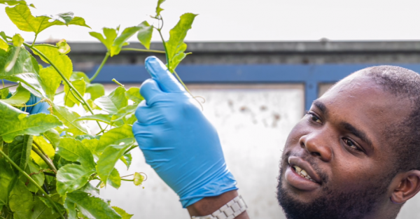 HUJI Bite: Balancing the Tartness: Passionfruit's Journey to a Less Acidic Future Martin Gitonga