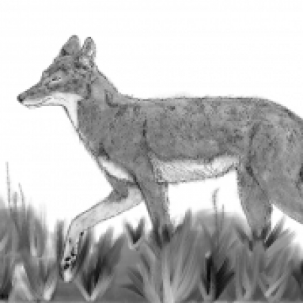 wolf