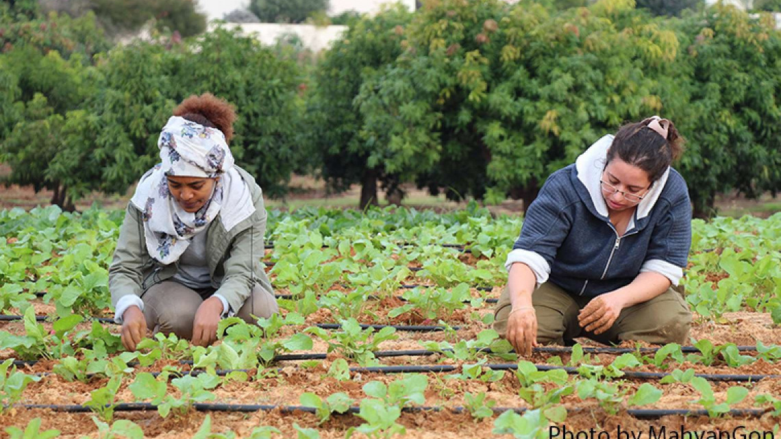 International Scholarships in Agriculture