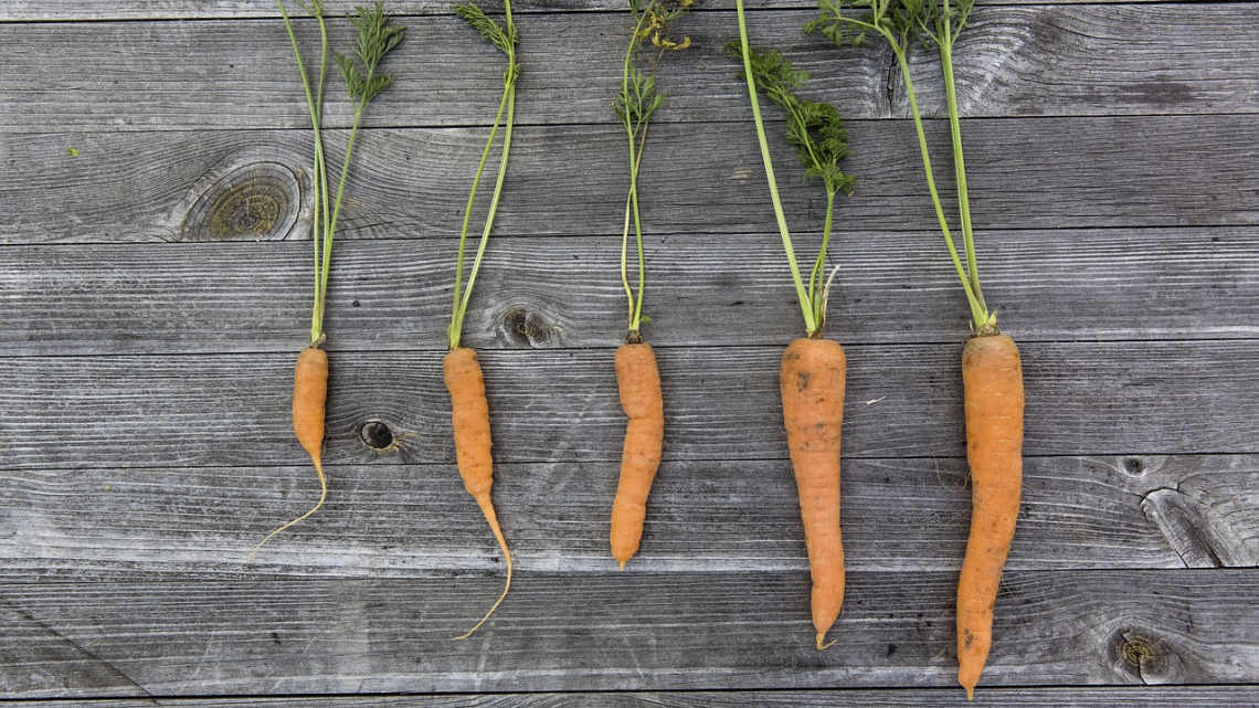 Sustainable Food Systems