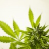 Medical Marijuana